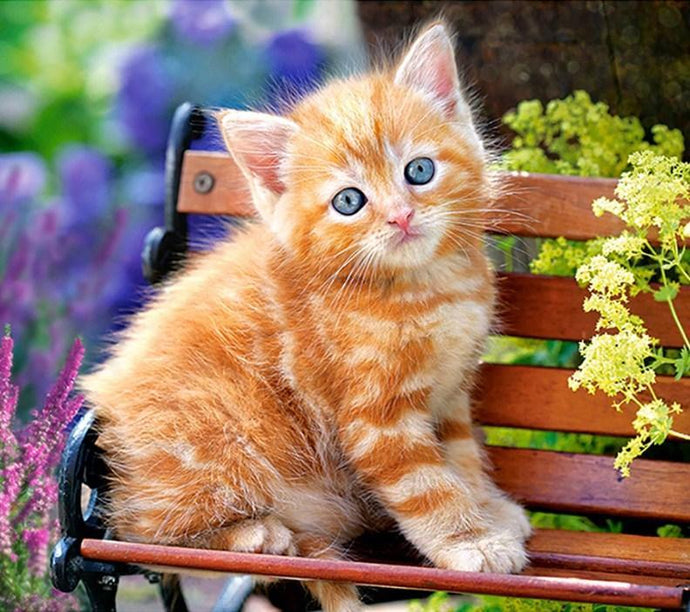 Cat Sitting on Bench - diamond-painting-bliss.myshopify.com