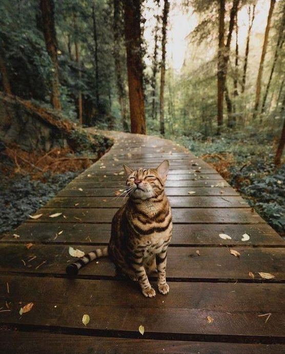 Cat on Adventure - diamond-painting-bliss.myshopify.com