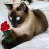 Cat with Red Rose - diamond-painting-bliss.myshopify.com