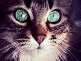 Cat with Turquoise Eyes - diamond-painting-bliss.myshopify.com