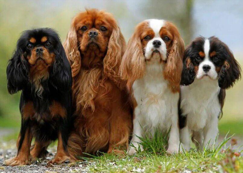 Cavalier King Charles Spaniel Puppies - diamond-painting-bliss.myshopify.com