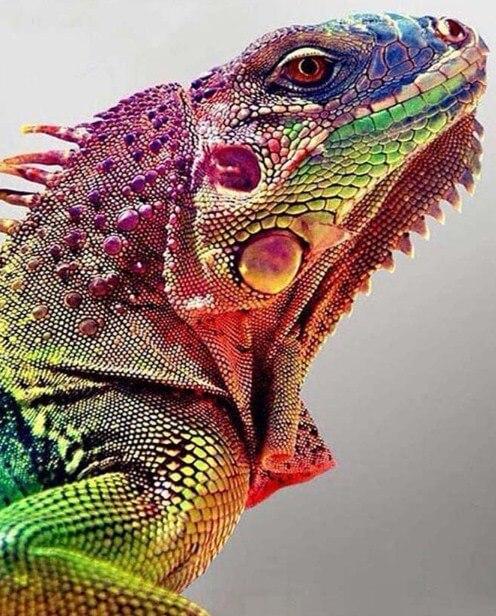 Chameleon Diamond Painting - diamond-painting-bliss.myshopify.com