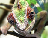 Chameleon Face - Paint with Diamonds - diamond-painting-bliss.myshopify.com