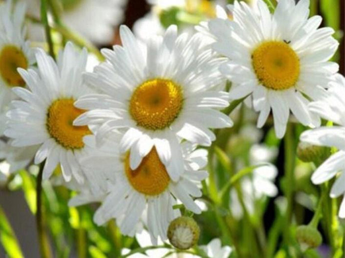 Chamomile Flowers Paint by Diamonds - diamond-painting-bliss.myshopify.com