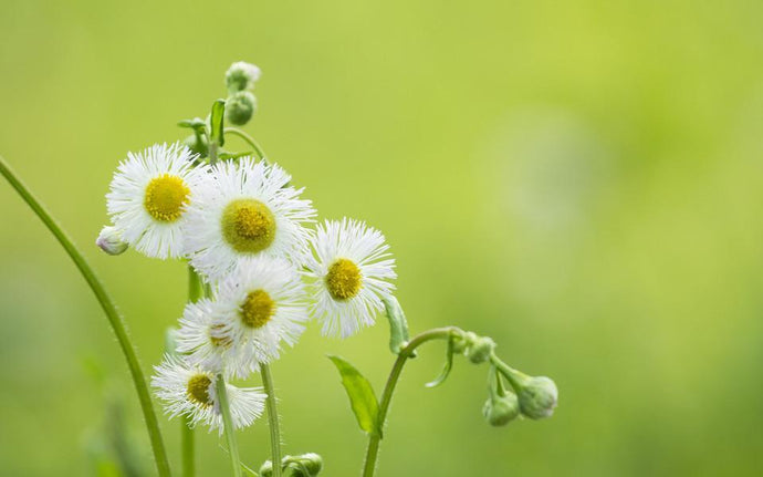 Chamomile - Paint by Diamonds - diamond-painting-bliss.myshopify.com