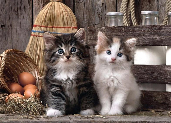 Charming Cats - Diamond Painting Kit - diamond-painting-bliss.myshopify.com