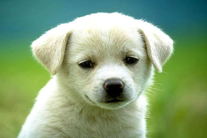 Charming Puppy - Paint by Diamonds - diamond-painting-bliss.myshopify.com
