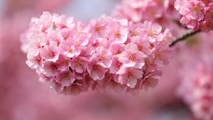 Cherry Blossoms - Diamond Painting Kit - diamond-painting-bliss.myshopify.com