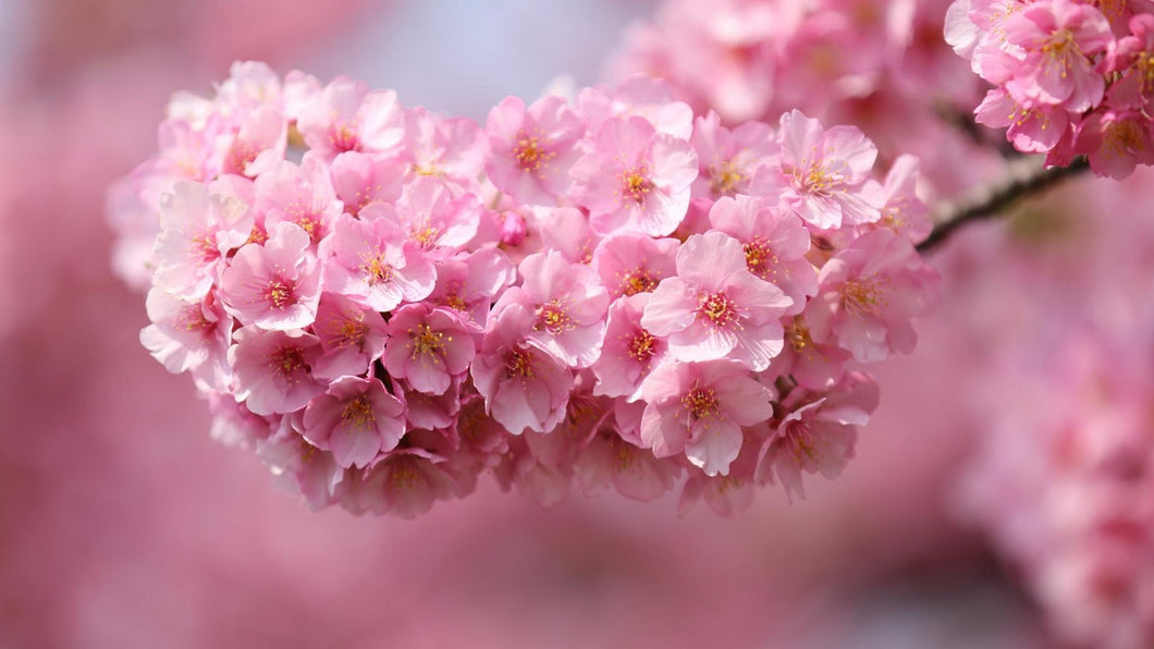 Cherry Blossoms - Diamond Painting Kit - diamond-painting-bliss.myshopify.com