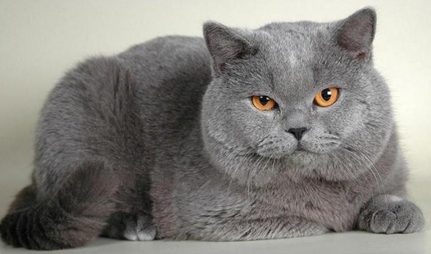 Chubby Cat - Paint by Diamonds - diamond-painting-bliss.myshopify.com