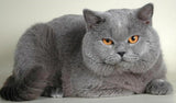 Chubby Cat - Paint by Diamonds - diamond-painting-bliss.myshopify.com