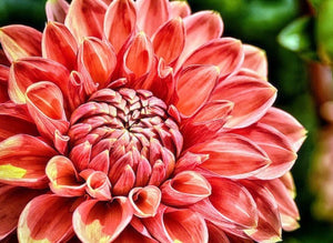Close up Dahlia Flower Diamond Painting - diamond-painting-bliss.myshopify.com
