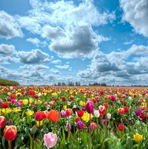 Cloudy Sky & Colorful Tulips - diamond-painting-bliss.myshopify.com