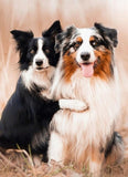 Collie Dogs Pair Diamond Painting - diamond-painting-bliss.myshopify.com