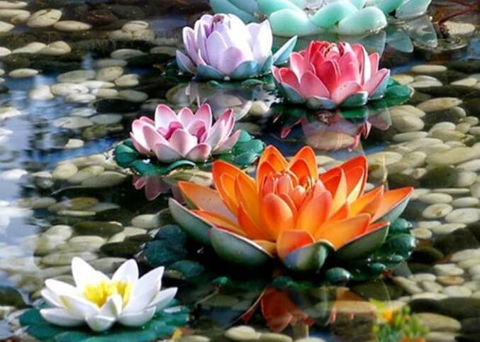 Colorful Lotus Flowers - diamond-painting-bliss.myshopify.com