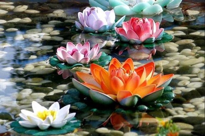 Colorful Lotus Flowers in Water - diamond-painting-bliss.myshopify.com