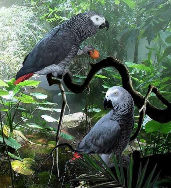 Congo African Grey Parrots - diamond-painting-bliss.myshopify.com