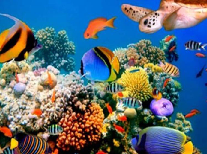 Coral Fishes of Malaysia - diamond-painting-bliss.myshopify.com
