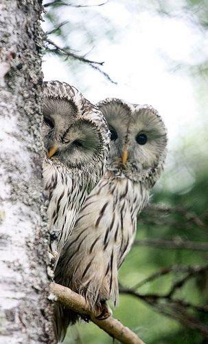 Couple of Owl Behind Tree - diamond-painting-bliss.myshopify.com