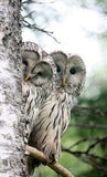 Couple of Owl Behind Tree - diamond-painting-bliss.myshopify.com