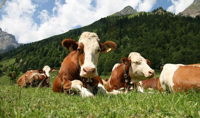Cows in the Pasture Diamond Painting - diamond-painting-bliss.myshopify.com