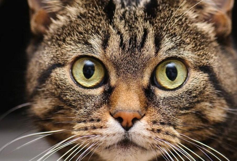 Cute Cat with Big Eyes - diamond-painting-bliss.myshopify.com