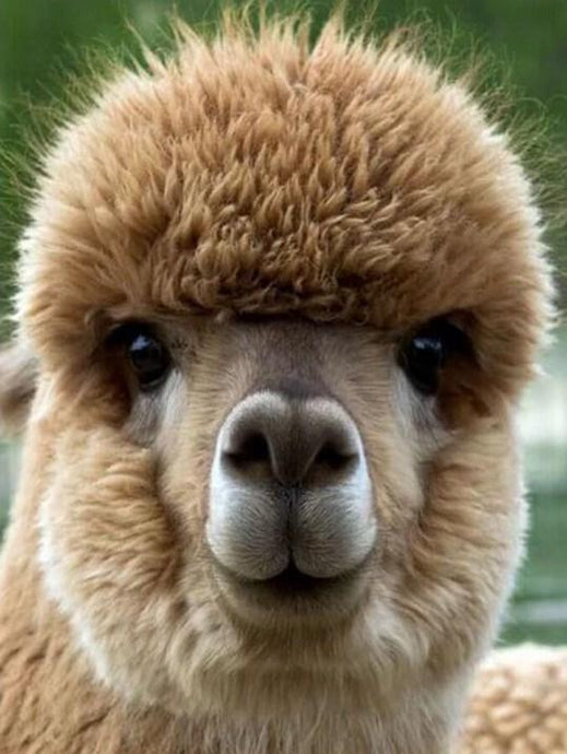 Cute Alpaca Baby Close up Diamond Painting - diamond-painting-bliss.myshopify.com
