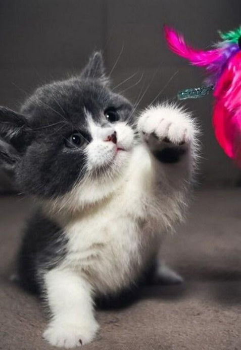 Cute Baby Cat Diamond Painting - diamond-painting-bliss.myshopify.com