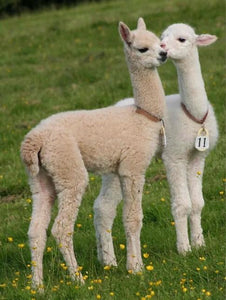 Cute Baby Llamas - Paint by Diamonds - diamond-painting-bliss.myshopify.com