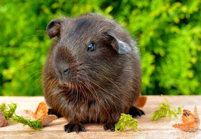 Cute Black Guinea Pig - diamond-painting-bliss.myshopify.com