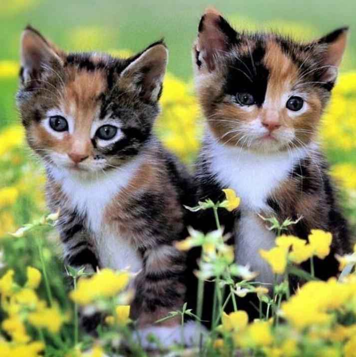 Calico fashion baby kittens