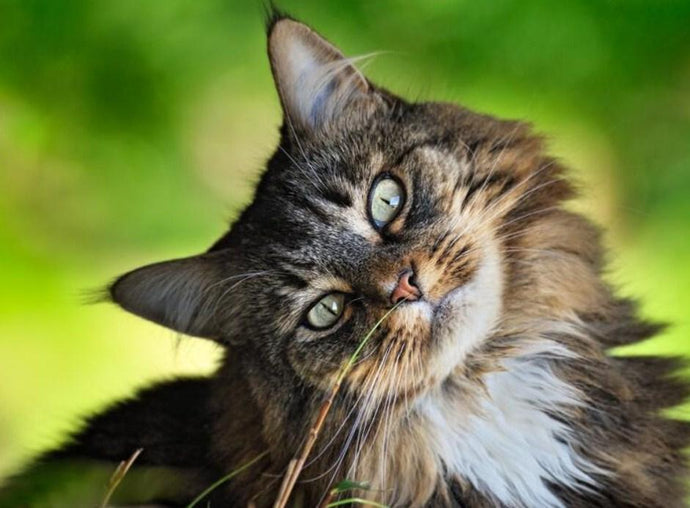 Cute Cat Looking Sideways - diamond-painting-bliss.myshopify.com
