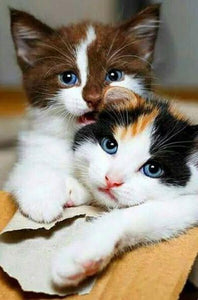 Cute Cats Couple - diamond-painting-bliss.myshopify.com