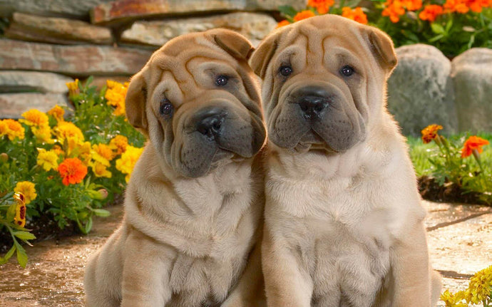 Cute Dog Pair - Shar Pei Breed - diamond-painting-bliss.myshopify.com