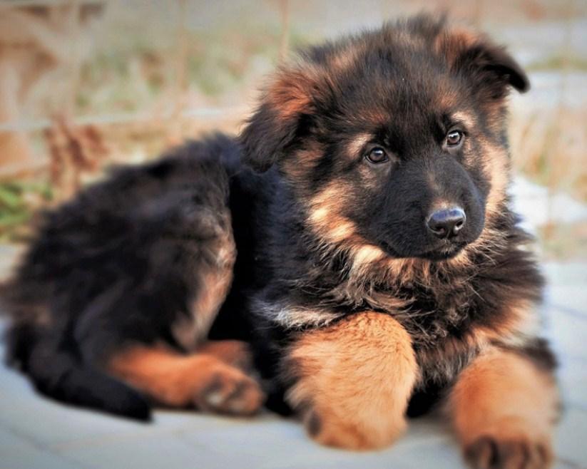 Cute German Shepherd Puppy - diamond-painting-bliss.myshopify.com