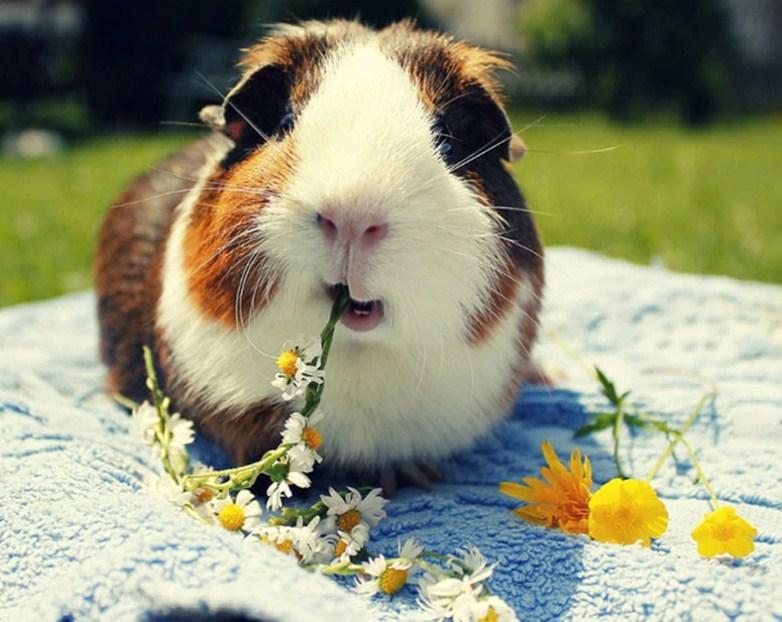 Cute Guinea Pig Eating Flowers - diamond-painting-bliss.myshopify.com
