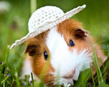 Cute Guinea Pig in Hat - diamond-painting-bliss.myshopify.com