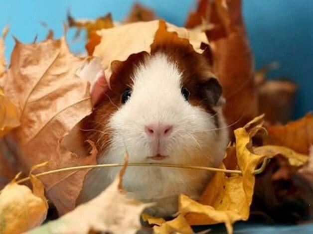 Cute Guinea pig & Autumn Leaves - diamond-painting-bliss.myshopify.com