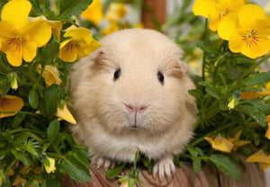 Cute Guinea pig & Yellow Flowers - diamond-painting-bliss.myshopify.com