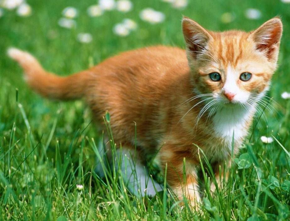 Cute Kitten & Green Grass - diamond-painting-bliss.myshopify.com