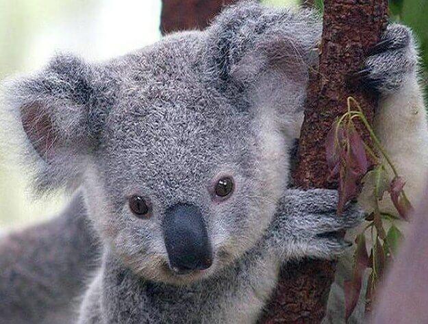 Cute Koala Bear - diamond-painting-bliss.myshopify.com