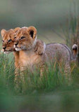 Cute Lion Cubs - diamond-painting-bliss.myshopify.com