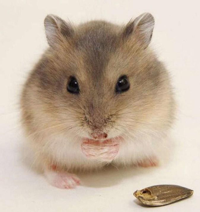 Cute Mouse - Paint by Diamonds - diamond-painting-bliss.myshopify.com