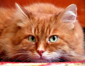 Cute Orange Cat Diamond Painting - diamond-painting-bliss.myshopify.com