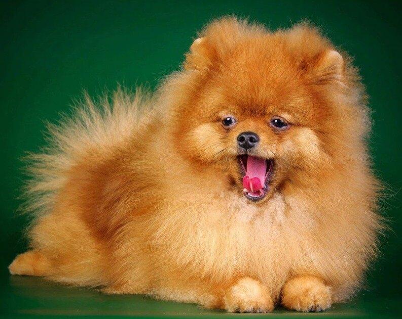 Cute Puppy Yawning - diamond-painting-bliss.myshopify.com