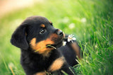 Cute Rottweiler Puppy - diamond-painting-bliss.myshopify.com