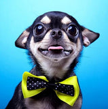 Cutest Chihuahua with a Bow Tie - diamond-painting-bliss.myshopify.com