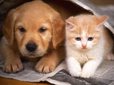 Cutest Dog & Cat Diamond Painting - diamond-painting-bliss.myshopify.com