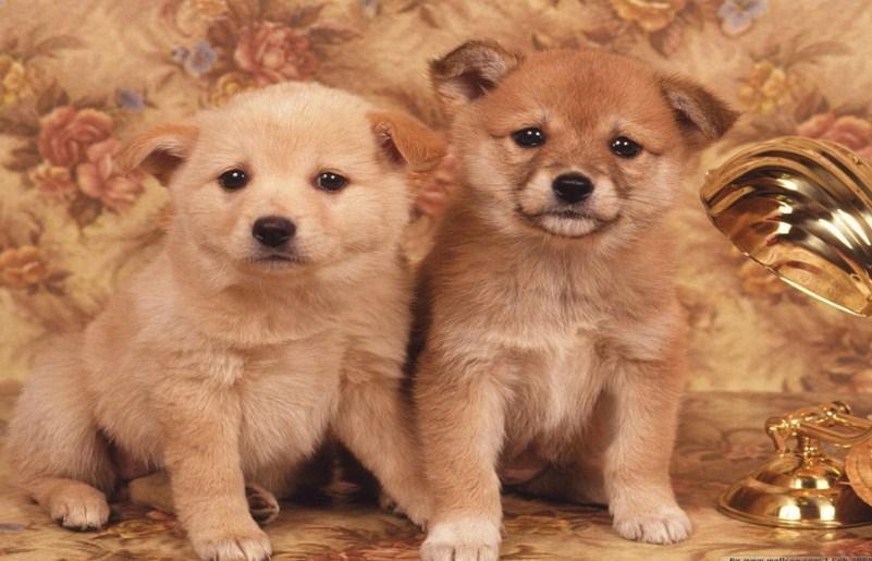 Cutest Puppies Diamond Painting Kit - diamond-painting-bliss.myshopify.com