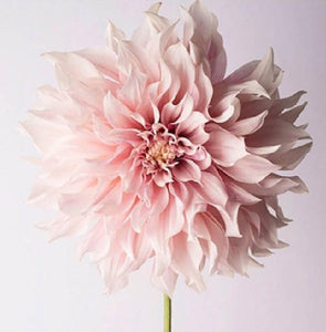 Dahlia Flower - Paint by Diamonds - diamond-painting-bliss.myshopify.com